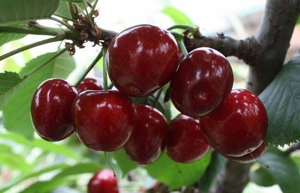 郸城这位“返乡创业哥”给书记、县长写了一封什么信?