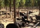 张力强的藏香猪养殖和百川山庄