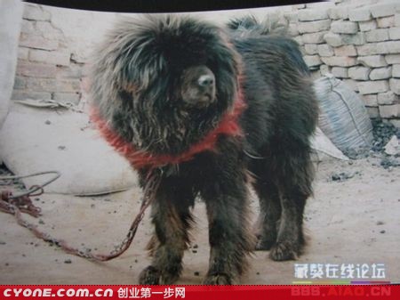 驴系藏獒鼻祖驴子(名字叫驴子)