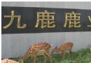 刘伍灵：养殖梅花鹿从零到五百万的财富传奇