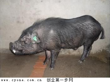 青峪猪(巴山土猪)