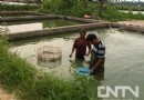 江从胜：水老虎鳡鱼养殖带来百万财　[生财有道