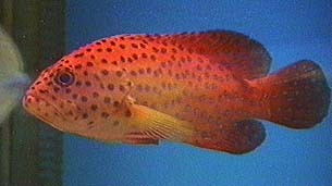东星斑石斑鱼