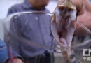 [生财有道]黄峰养蛇：在安徽黄山养殖五步蛇致富