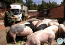 蒋春兰的生态养殖和嵩明歪家餐饮公司