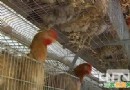 王永安蛋鸡养殖，高科技养青年鸡收入上千万